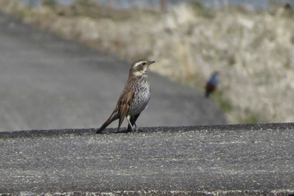 鳥 ウグイス初鳴き聞く 写真なし ツグミ アオサギ カルガモ達 モズ ノスリ シジュウカラ水浴び イソヒヨドリ 蜜柑メシロ 大分金太郎の花鳥蝶月 楽天ブログ