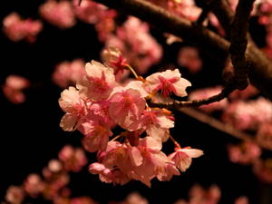 ライトアップ川津桜