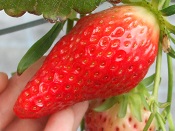 2015年いちご狩り