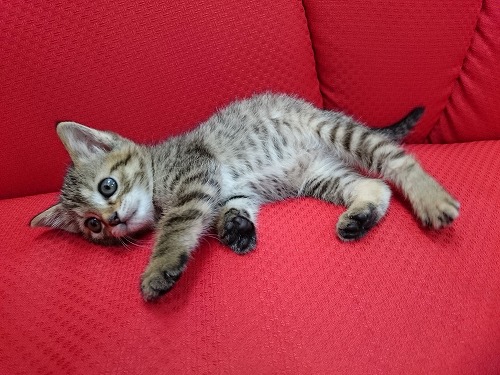 ねこ