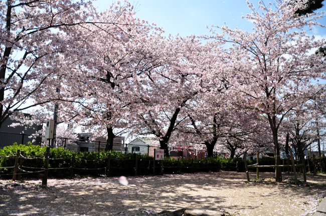 桜２