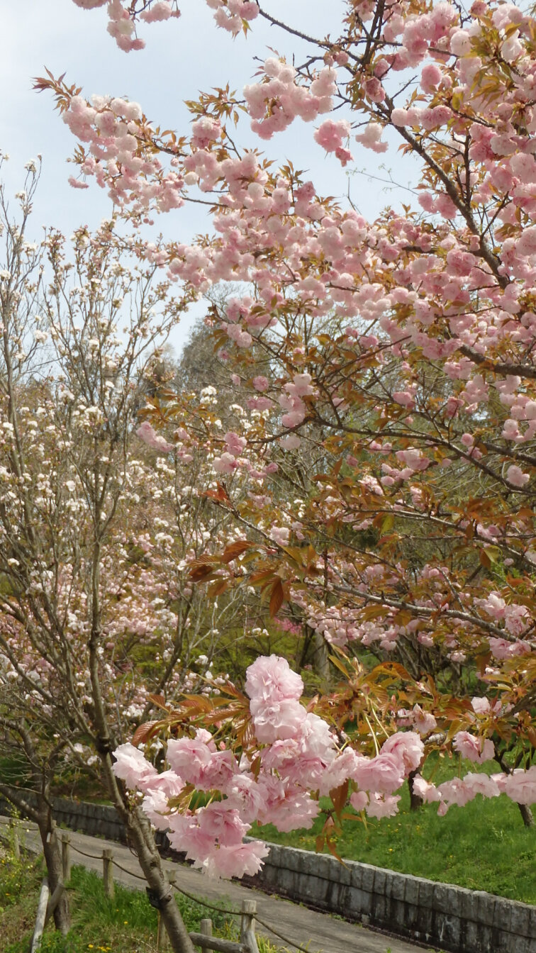 150412八重桜.jpg