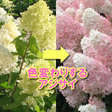 d01149-47-root-1.jpg