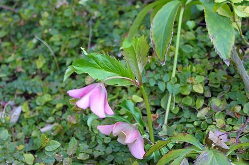 相変わらず下を向いて咲いてますが おとっつぁん いろいろやっちょります 楽天ブログ