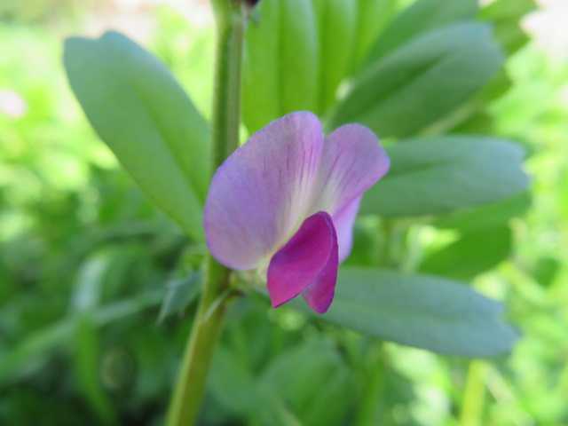 なかなかの成功率 アジサイの挿し木植え替え 桃もリンゴも楽しみな季節 薔薇のひな壇 ばぁばの薔薇の花園 楽天ブログ