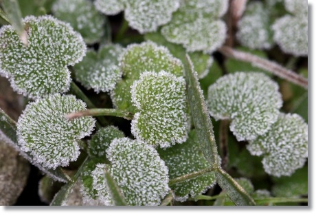 近所の畑-1 初霜-7 13.12.9