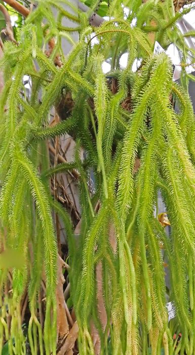 バンブーハウス 沖縄 花木 ヒカゲノカズラ ことムカデカズラ | 沖縄