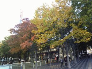紅葉.jpg