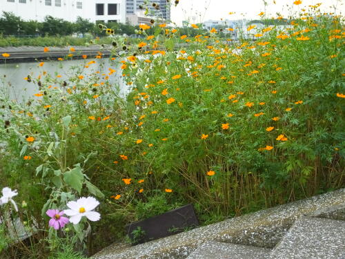 しながわ花海道