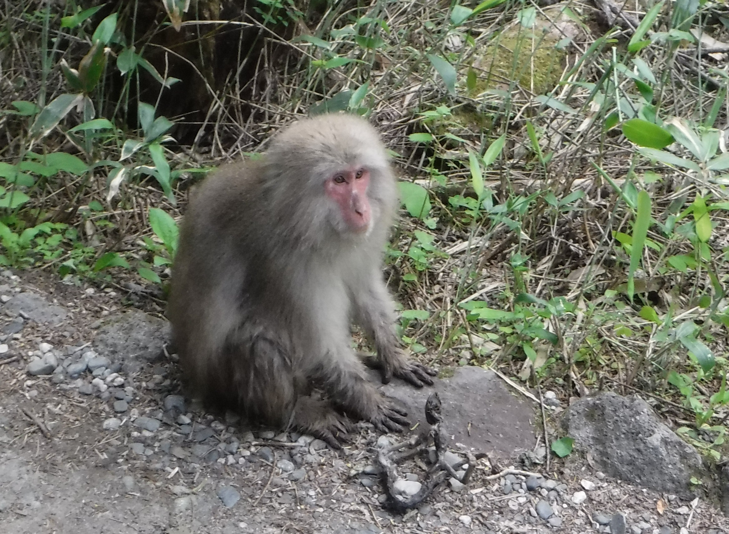 梅雨の晴れ間の上高地散策ー1日目 大正池と岳沢登山道 子猿のミイラをくわえて運ぶ母猿を見る ー 山ボケ社へようこそ 山ボケ猫 野口いづみ のブログ 楽天ブログ