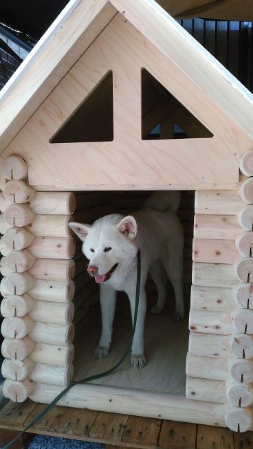 ログハウス 犬小屋 私の生きる道２ 楽天ブログ