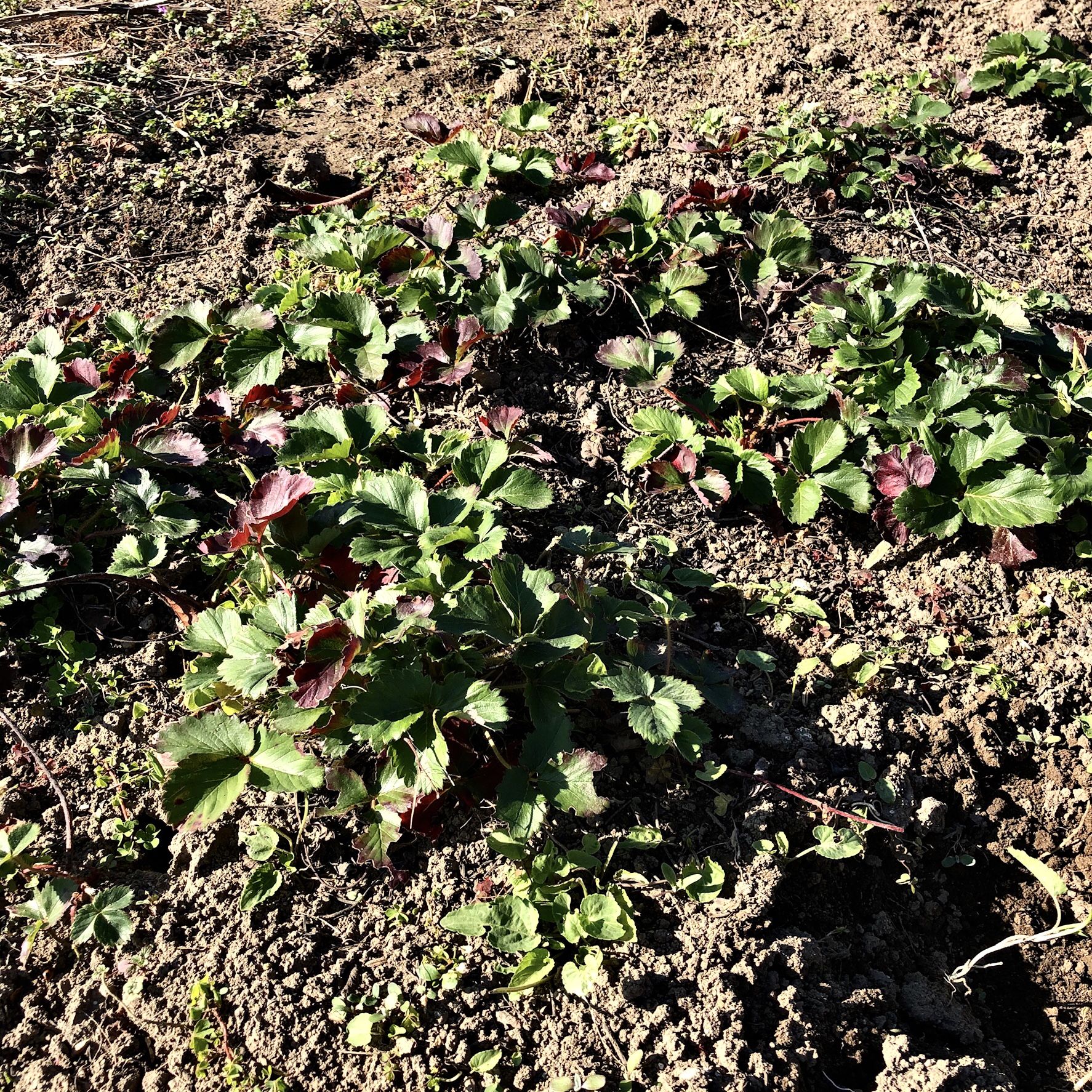 放ったらかしのイチゴを移植しました ちょろ松の家庭菜園奮闘記 楽天ブログ