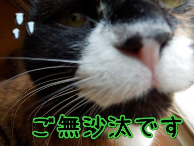 ご無沙汰.JPG