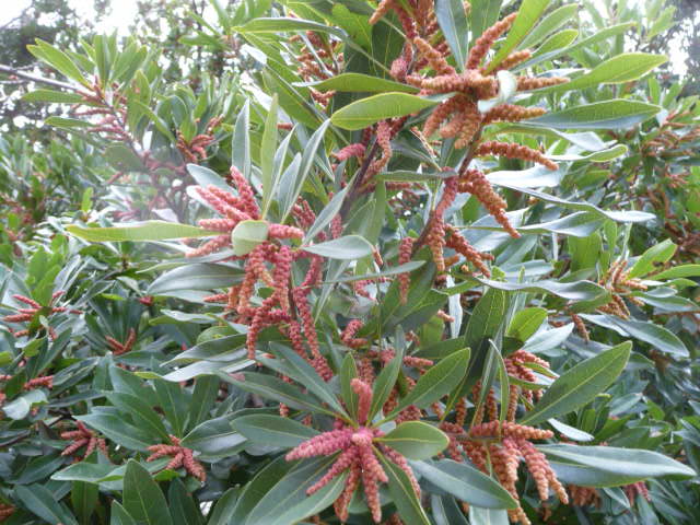 636 山桃の花