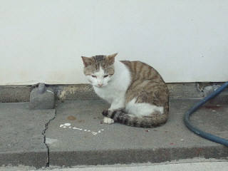 目指せ！室戸岬のボスニャンコ！