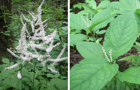 山歩き 山行 水行 書筺 小野寺秀也 楽天ブログ