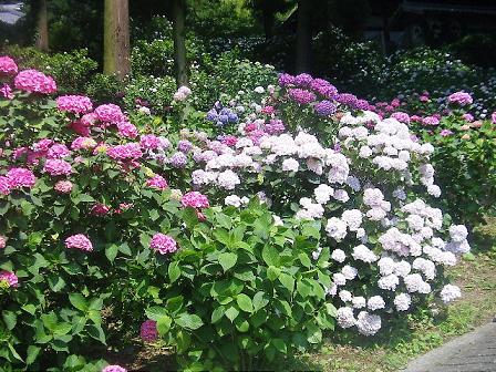 PICT0019s.JPG