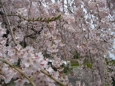 しだれさくら400×300.jpg