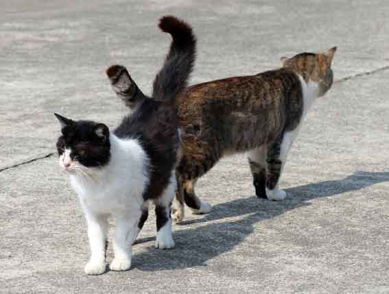 我が家のニャンコ♪2014/03/19-3