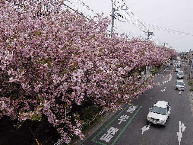 DSCF1631.JPG