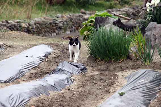 我が家のニャンコ♪2013/3/30-2