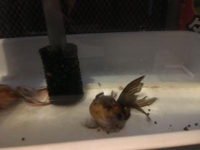 3ページ目の 金魚 春夏秋冬 楽天ブログ