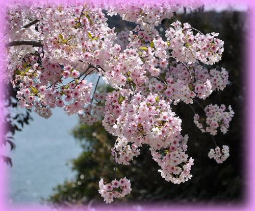 桜６