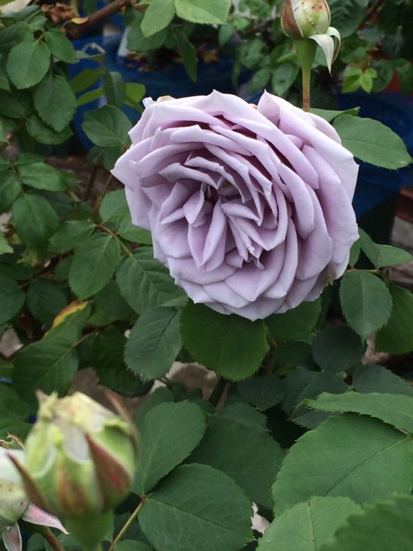 rblog-20140514111850-02.jpg