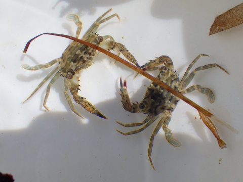 沖縄深海魚採集2017年9月下旬12　ワタリガニ類