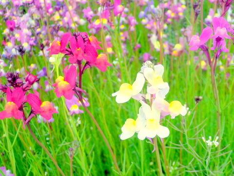 花壇の花-3