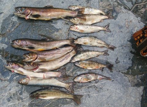 釣り 道草日記 旅 釣り ワイン 楽天ブログ