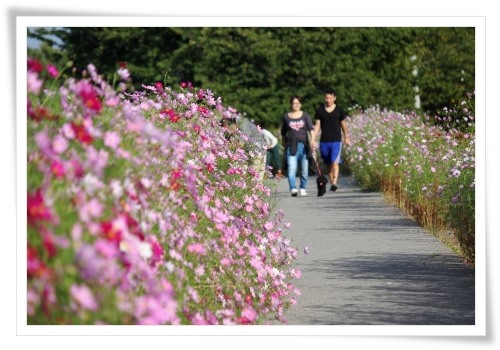 犀川コスモスロード-2 13.9.28