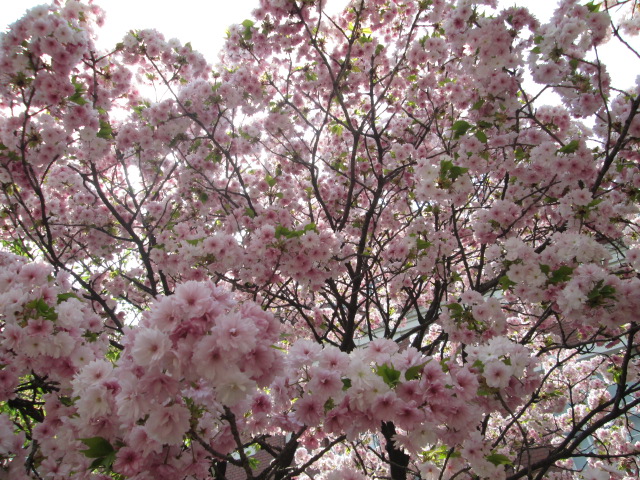 通り抜け桜２０１３の２