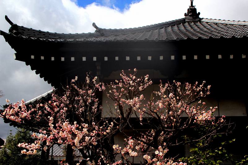 京都小野随心院梅林_4-2.jpg