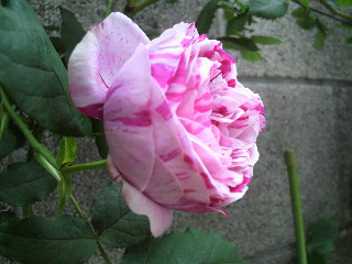 2012-04-20 08:54:06
