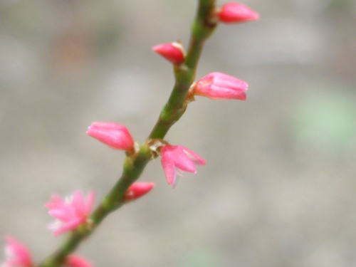 さくら工房　庭　ミズヒキソウ　水引草　２