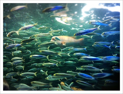 サンシャイン水族館