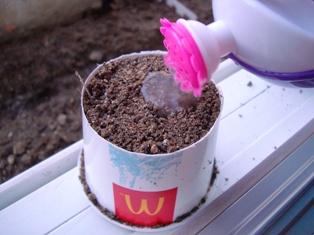 20120325 ichigo seed 10.jpg