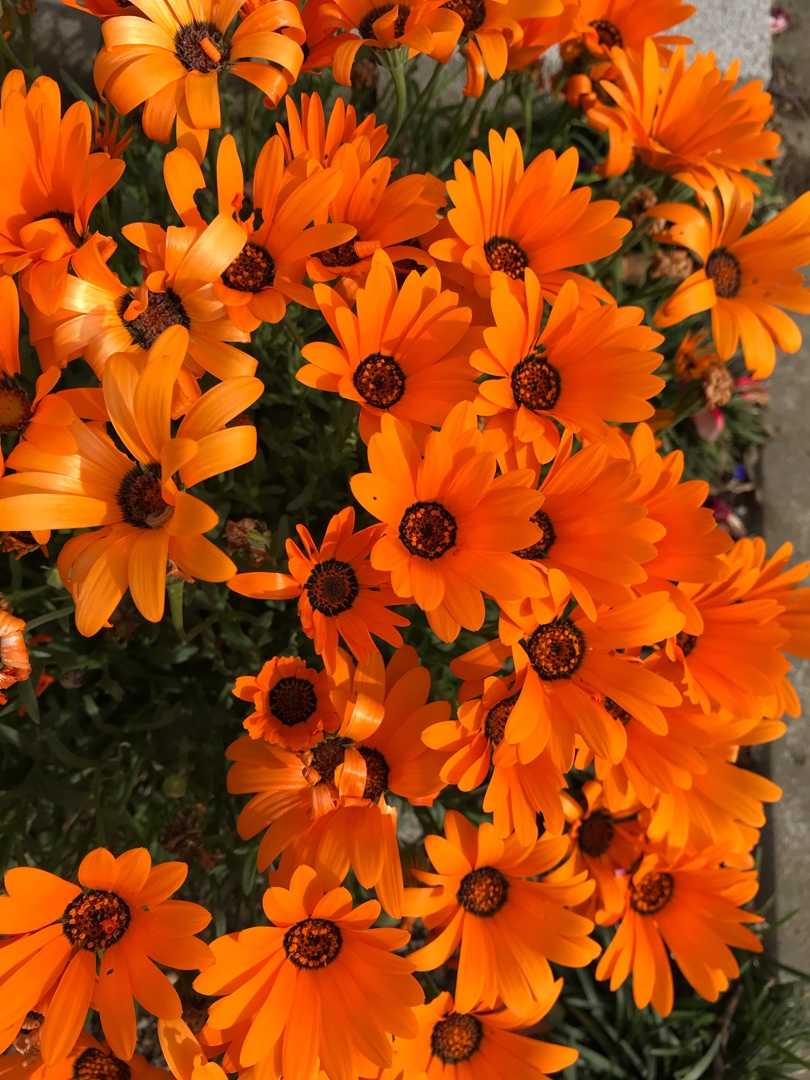 目の前 周りでオリンピックを迎える感じすらない 木昌1777のブログ 楽天ブログ