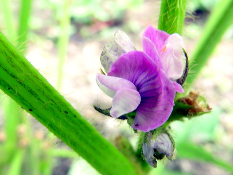 クロマメの花