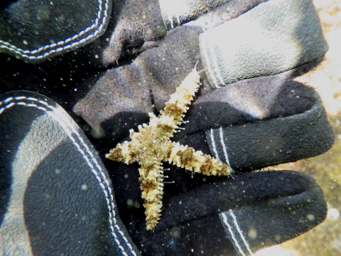串本磯採集2017年4月中旬32　ヤツデヒトデ（Coscinasterias acutispina）