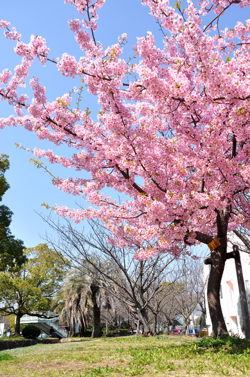 桜４