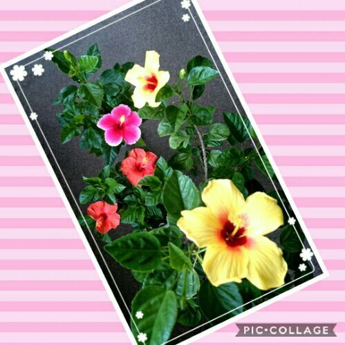 rblog-20170825170557-00.jpg