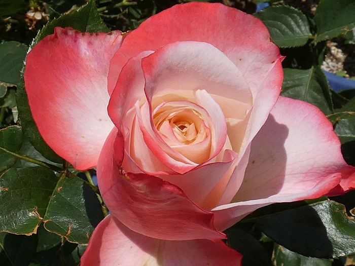 19年のバラまとめ52番目は ノスタルジー 鉢バラの土替え7鉢 バラの美と香りを求めて 楽天ブログ