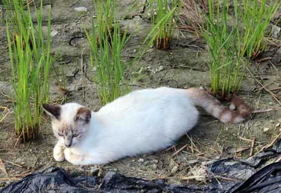 我が家のニャンコ♪2013/9/15-3