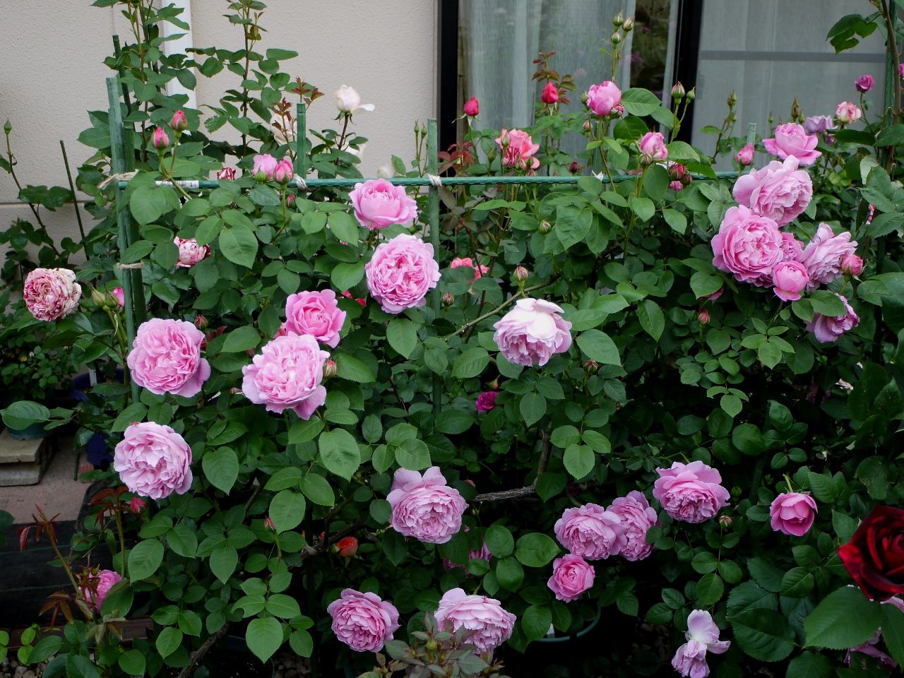 メアリー ローズ 16年まとめ 70回 輝くバラの新芽 バラの美と香りを求めて 楽天ブログ