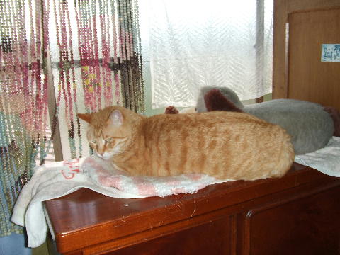 猫６.JPG