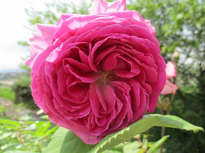 IMG_3283ss.jpg