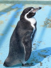 20120810フンボルトペンギン.jpg