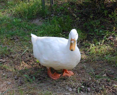 DSC_0424.JPG